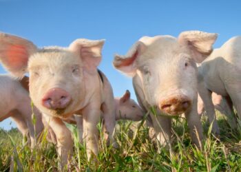 Porco (imagem: Canva)