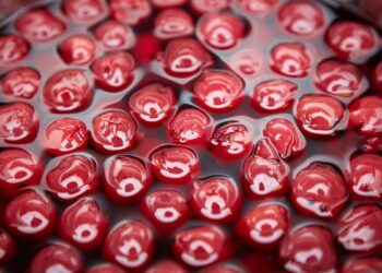 Amarena (imagem: Canva)