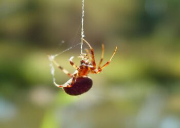 Aranha (imagem: Canva)