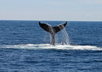 Baleia (imagem: Canva)