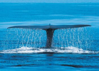 Baleia Azul (imagem: Canva)