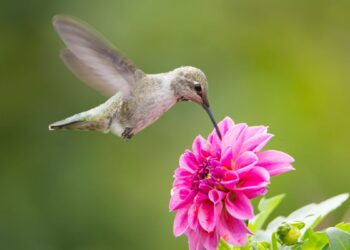 Beija-flor (imagem: Canva)