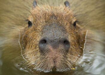 Capivara (imagem: Canva)