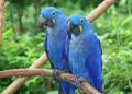 Casal de arara azul (imagem: Canva)