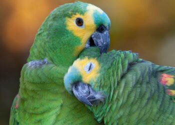 Casal de papagaios (imagem: Canva)