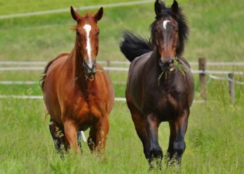 Cavalos (imagem: Canva)