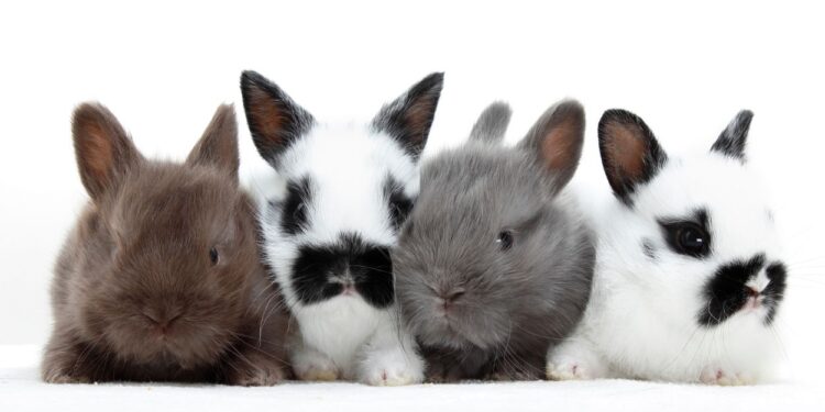 Coelhos (imagem: Canva)