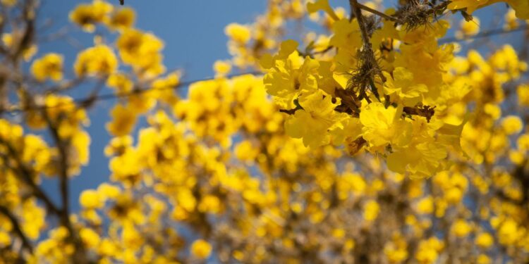 Ipê amarelo (imagem: Canva)