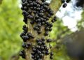 Jabuticaba (imagem: Canva)