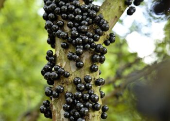 Jabuticaba (imagem: Canva)