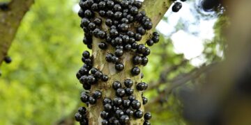 Jabuticaba (imagem: Canva)