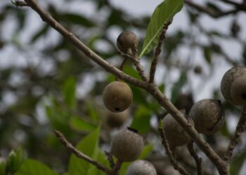 Jenipapo (imagem: Canva)