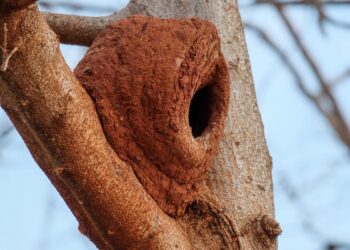 João-de-barro (imagem: Canva)