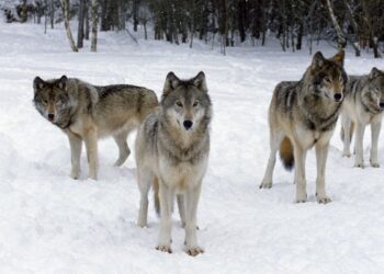 10 surpreendentes curiosidades sobre lobos
