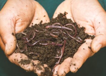 Minhocas (imagem: Canva)
