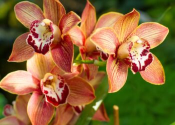 Orquídea (imagem: Canva)