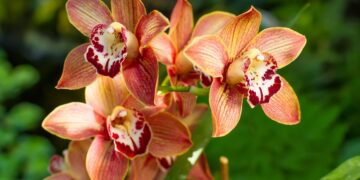 Orquídea (imagem: Canva)