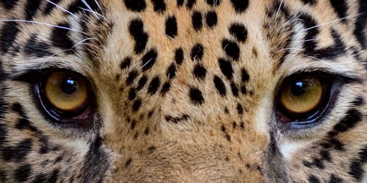 Panthera onca (imagem: Canva)