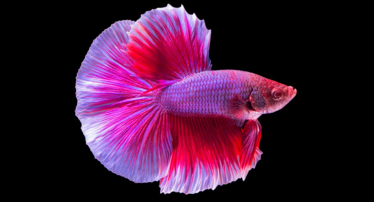 Peixe Betta (imagem: Canva)