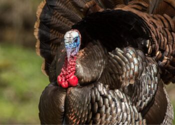 Peru (imagem: Canva)