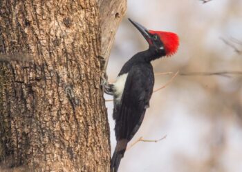 12 Curiosidades sobre o pica pau que você não conhecia