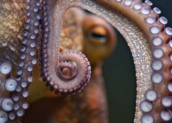 Polvo (imagem: Canva)