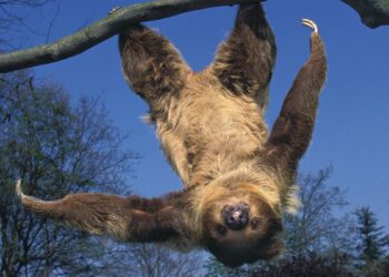 Preguiça (imagem: Canva)