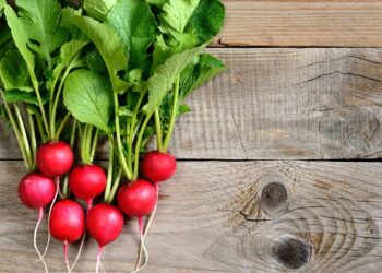 Rabanete (imagem: Canva)