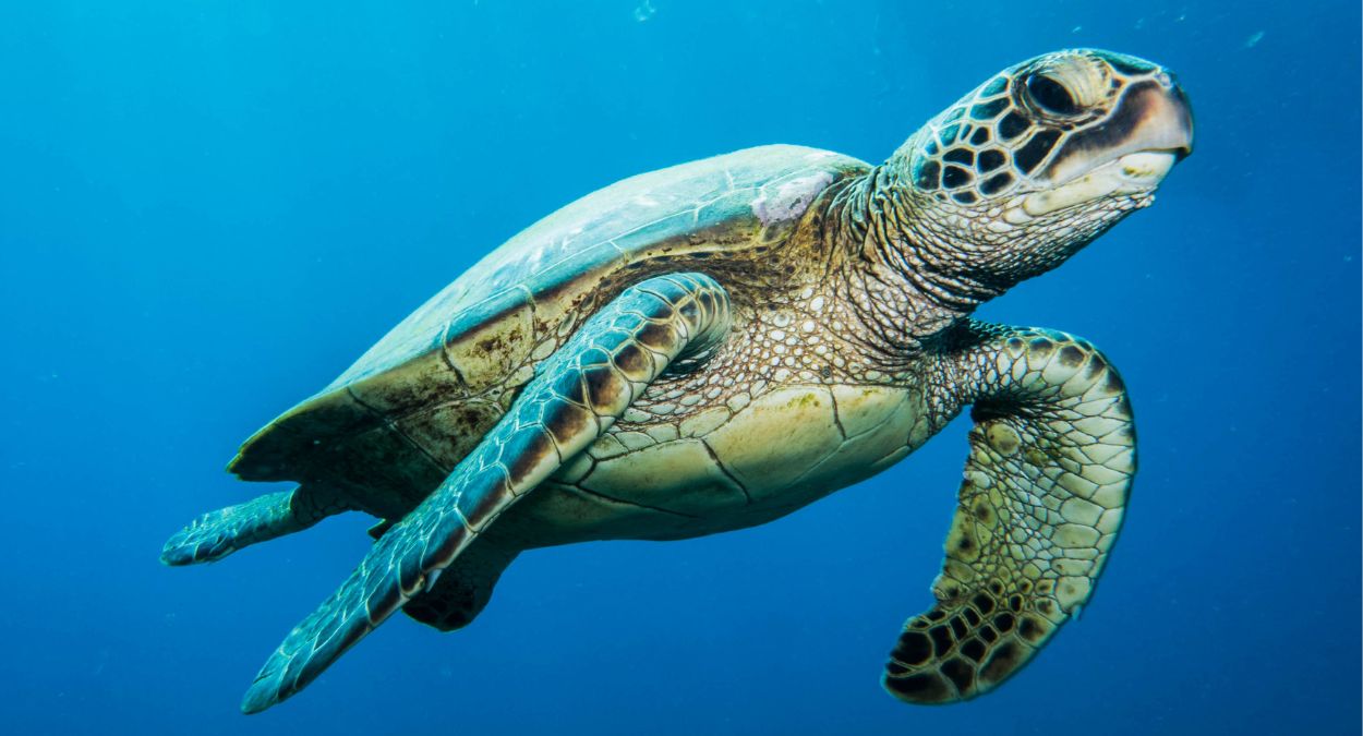 Tartaruga (imagem: Canva)