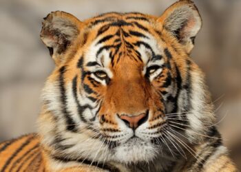 Tigre (imagem: Canva)