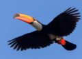Tucano voando (imagem: Canva)