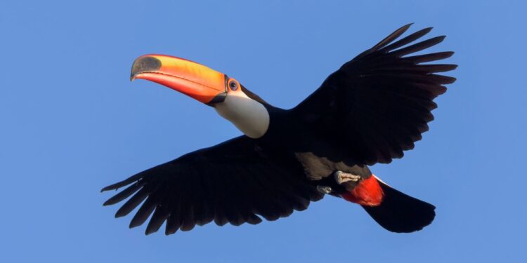 Tucano voando (imagem: Canva)