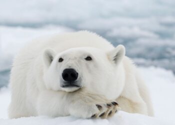 Urso polar (imagem: Canva)