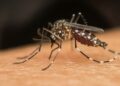 Aedes aegypti (imagem: Canva)
