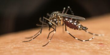 Aedes aegypti (imagem: Canva)