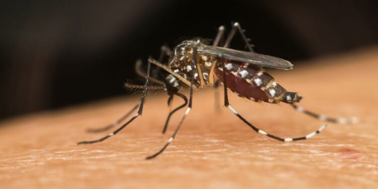 Aedes aegypti (imagem: Canva)