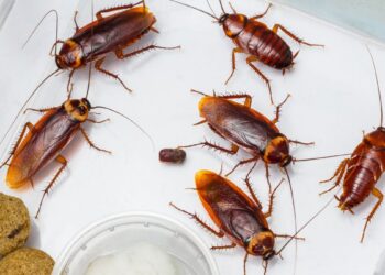 Baratas (imagem: Canva)