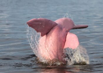 10 Incríveis curiosidades sobre o boto cor de rosa