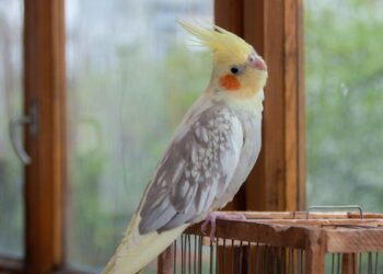 Calopsita pousada (imagem: Canva)