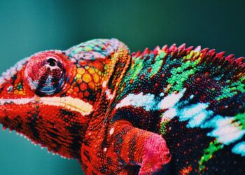 Camaleão vermelho (imagem: Canva)