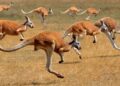Canguru vermelho (imagem: Canva)