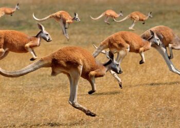 Canguru vermelho (imagem: Canva)