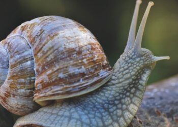 Caracol marrom (imagem: Canva)