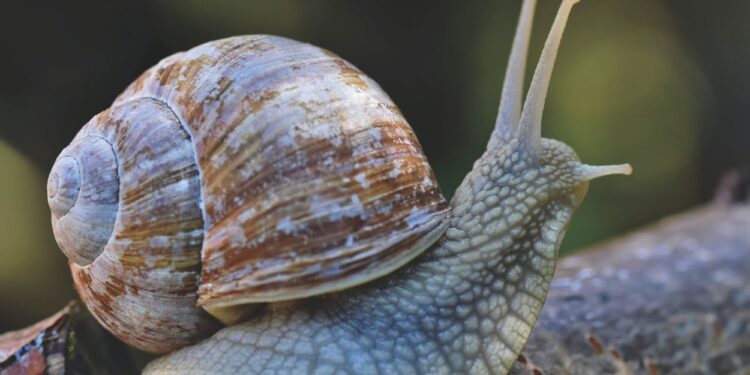 Caracol marrom (imagem: Canva)