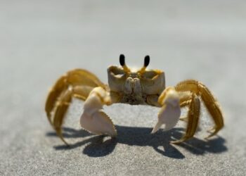 Caranguejo na praia (imagem: Canva)