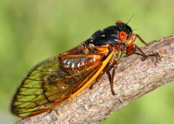 Cigarra (imagem: Canva)