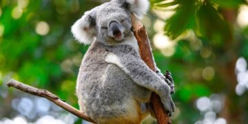 Coala (imagem: Canva)
