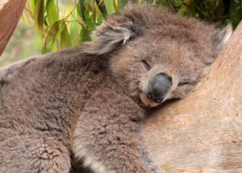 10 Curiosidades sobre o coala que você ainda não sabia