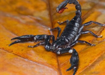 Escorpião preto (imagem: Canva)