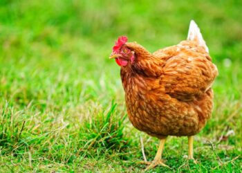 Galinha (imagem: Canva)